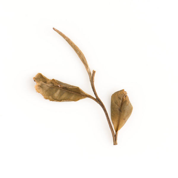 Aged White Peony 陈年白牡丹