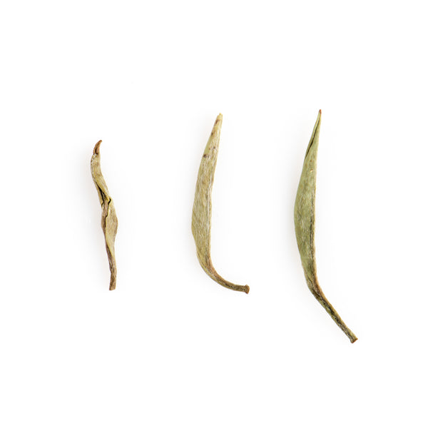 Organic Silver Needle 白毫银针